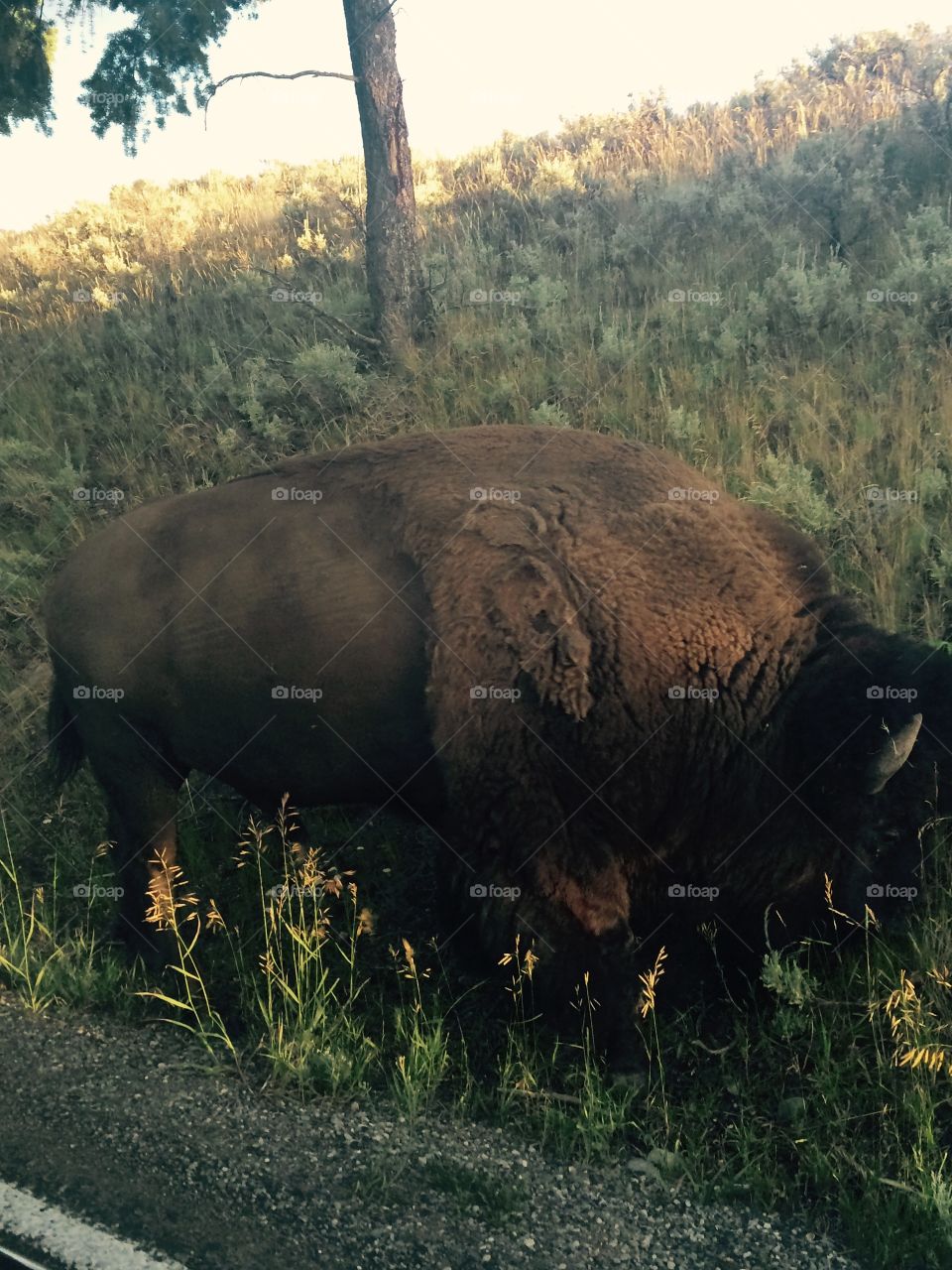 A buffalo on the side of the road. 