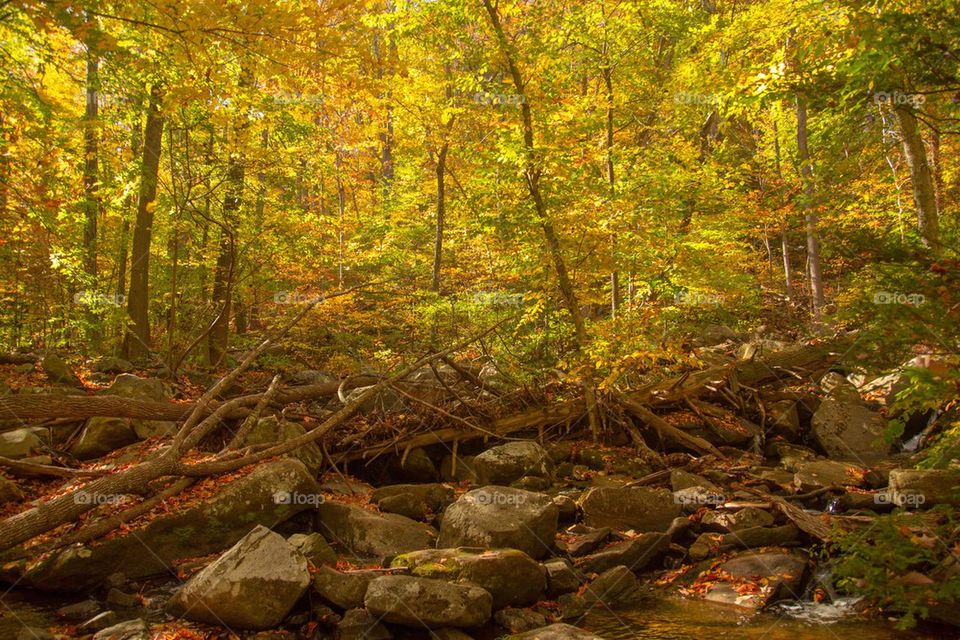 Forrest of autumn trees