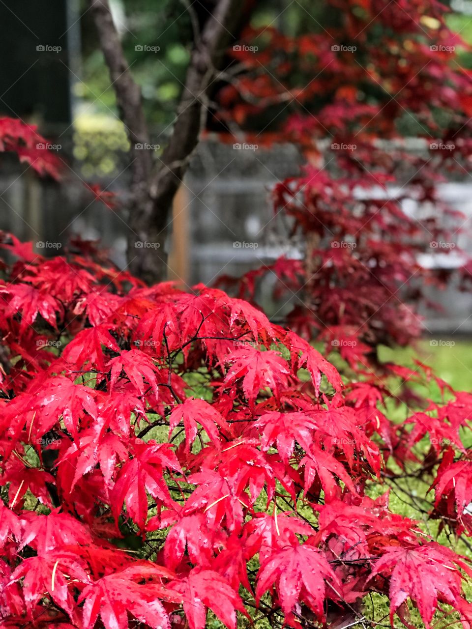 The fiery crimson leaves on my Japanese maple tree  are wet with rain but the moisture on the leaves only serves to intensify the colour against the contrasting darker leaves, dark bark, wooden fence & the vibrant green of the grass. 🍁