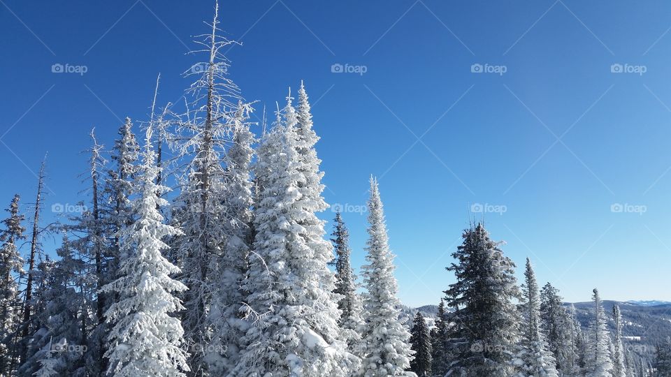 Frosty trees.