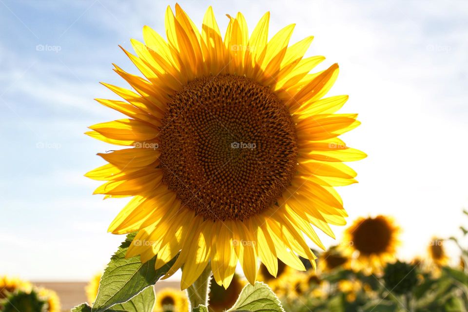 Sunflower in the sunlight for glimmers of happiness.