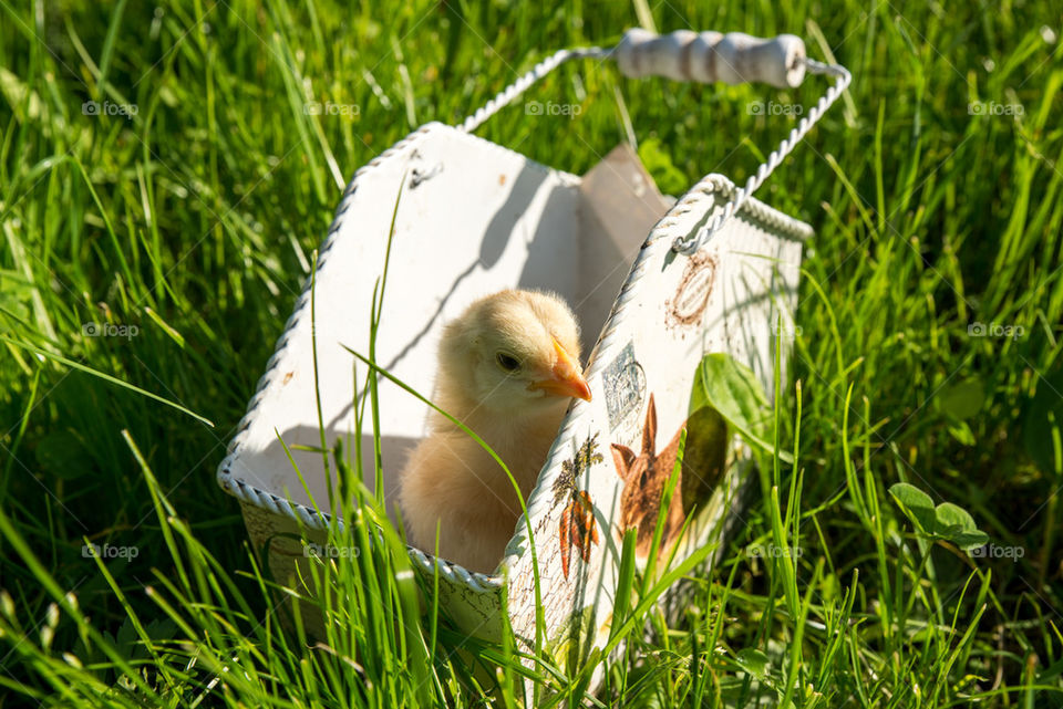 Little chicken in the basket