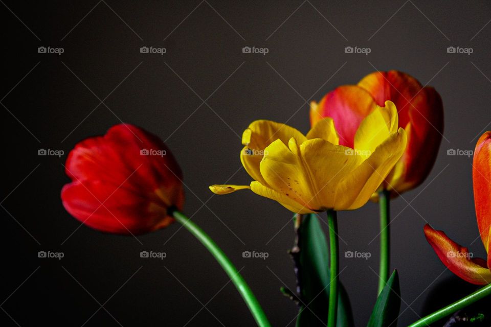 tulips