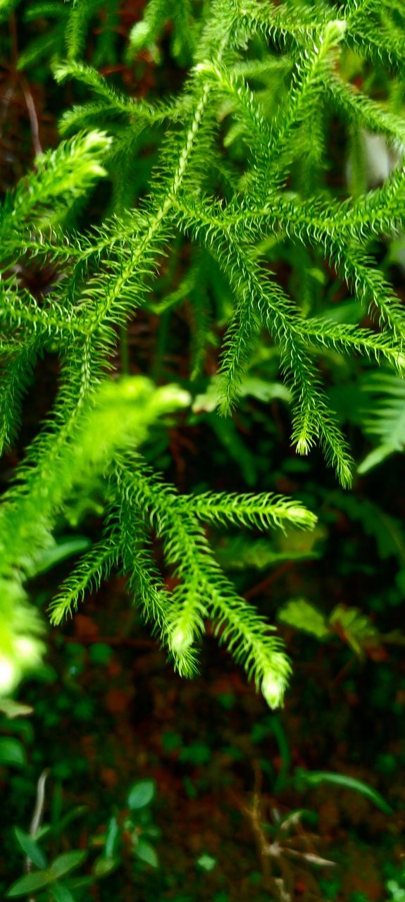 naturelove, green, plants, morning click
