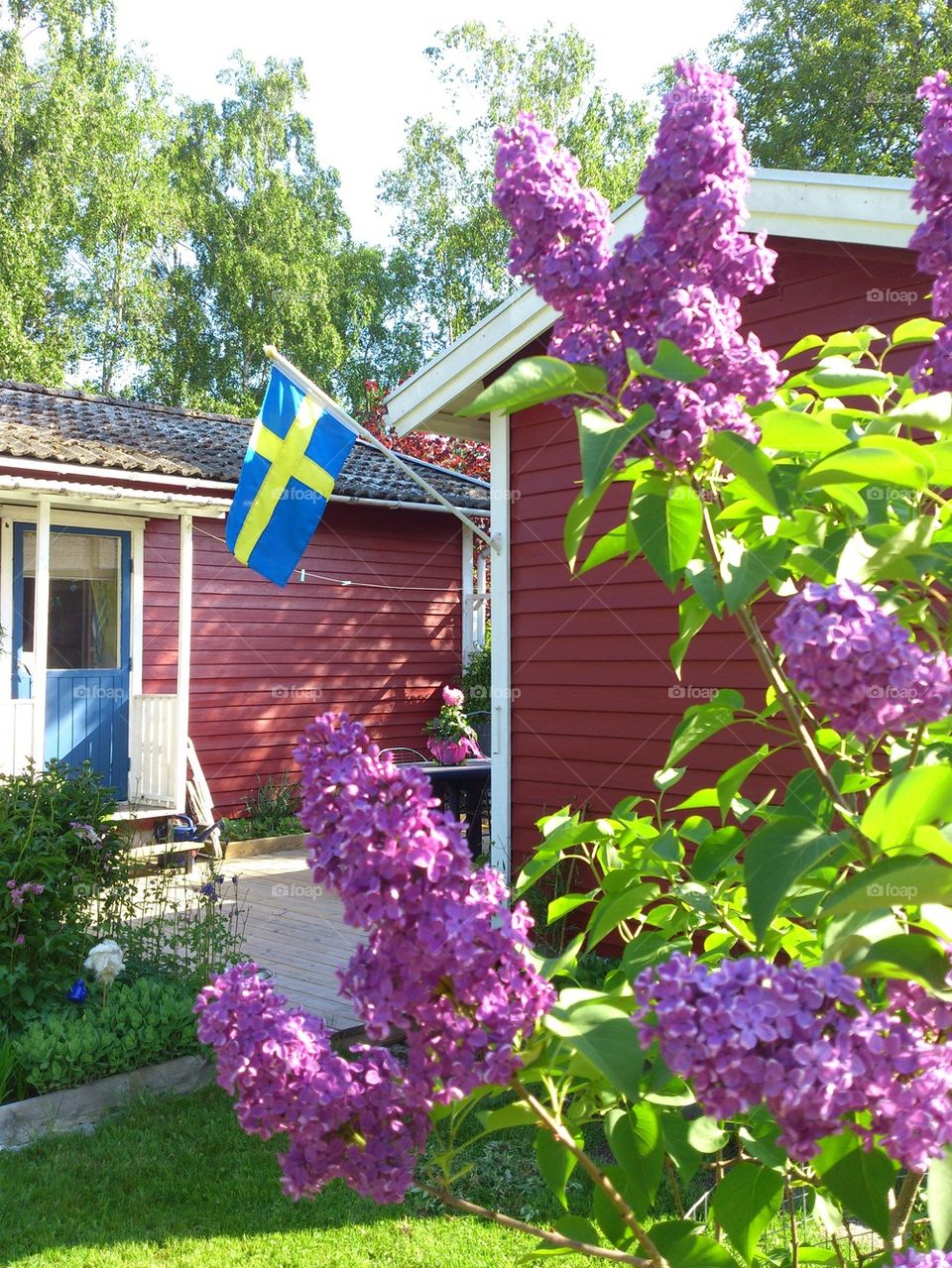 lilacs in bloom