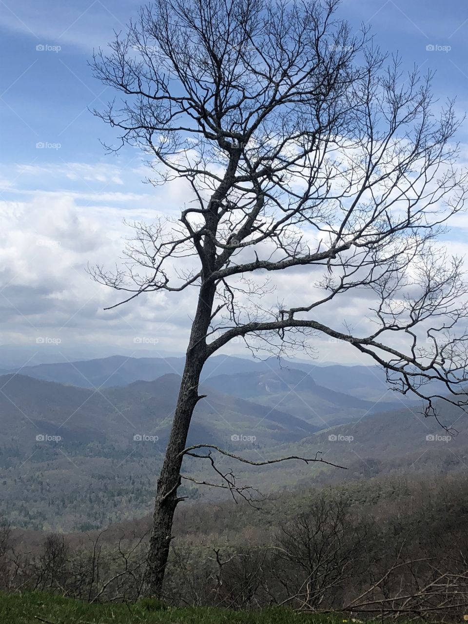 Lone bare tree silhouetted against distant mountains, viewed from the Blue Ridge Parkway.