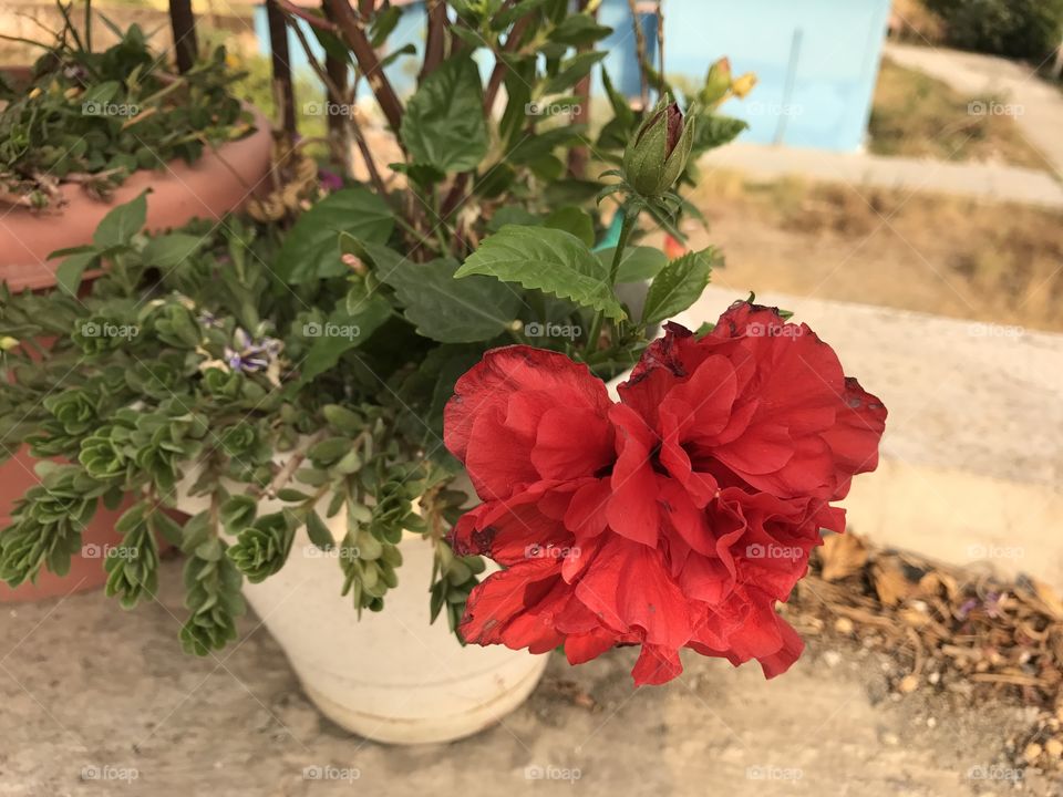 Red Hibiscus (Gudhal)