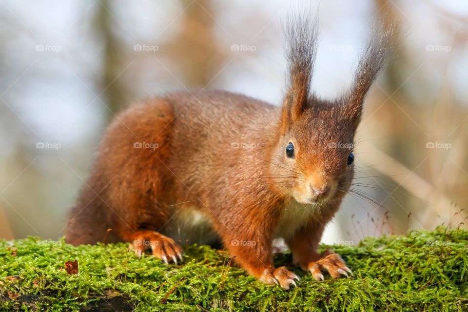 Red squirrel walking close up