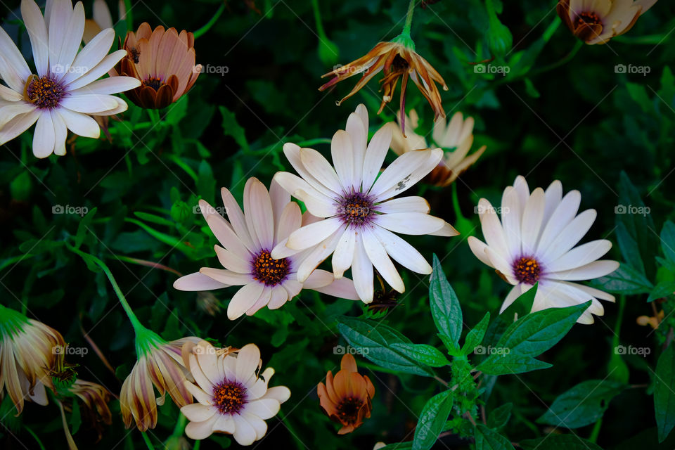 flowers