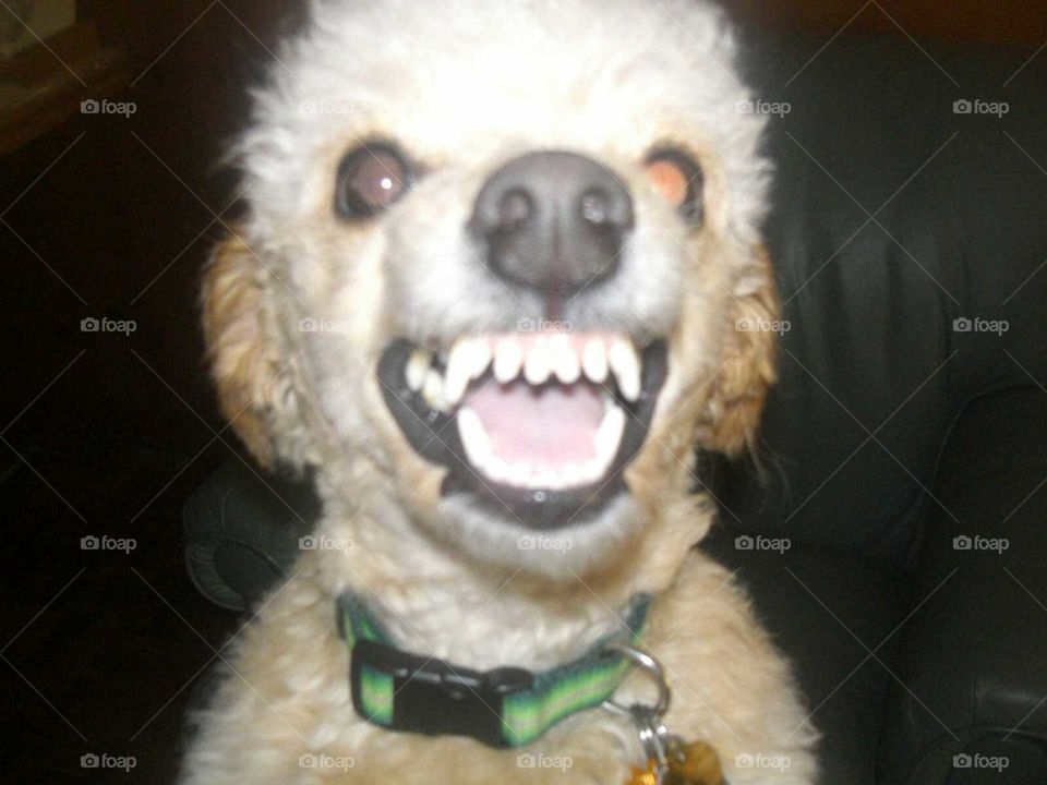 Bichon Poo Dog Shows Her Teeth