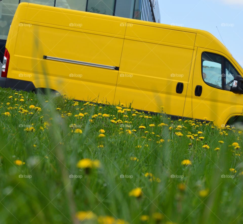 Yellow transporter and dandelions