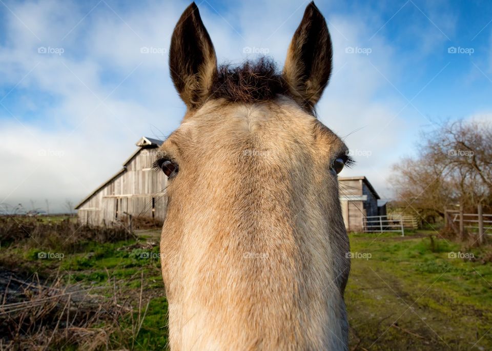 What's With the Long Face?