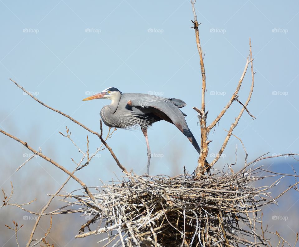 Great blue heron nest resting on one leg