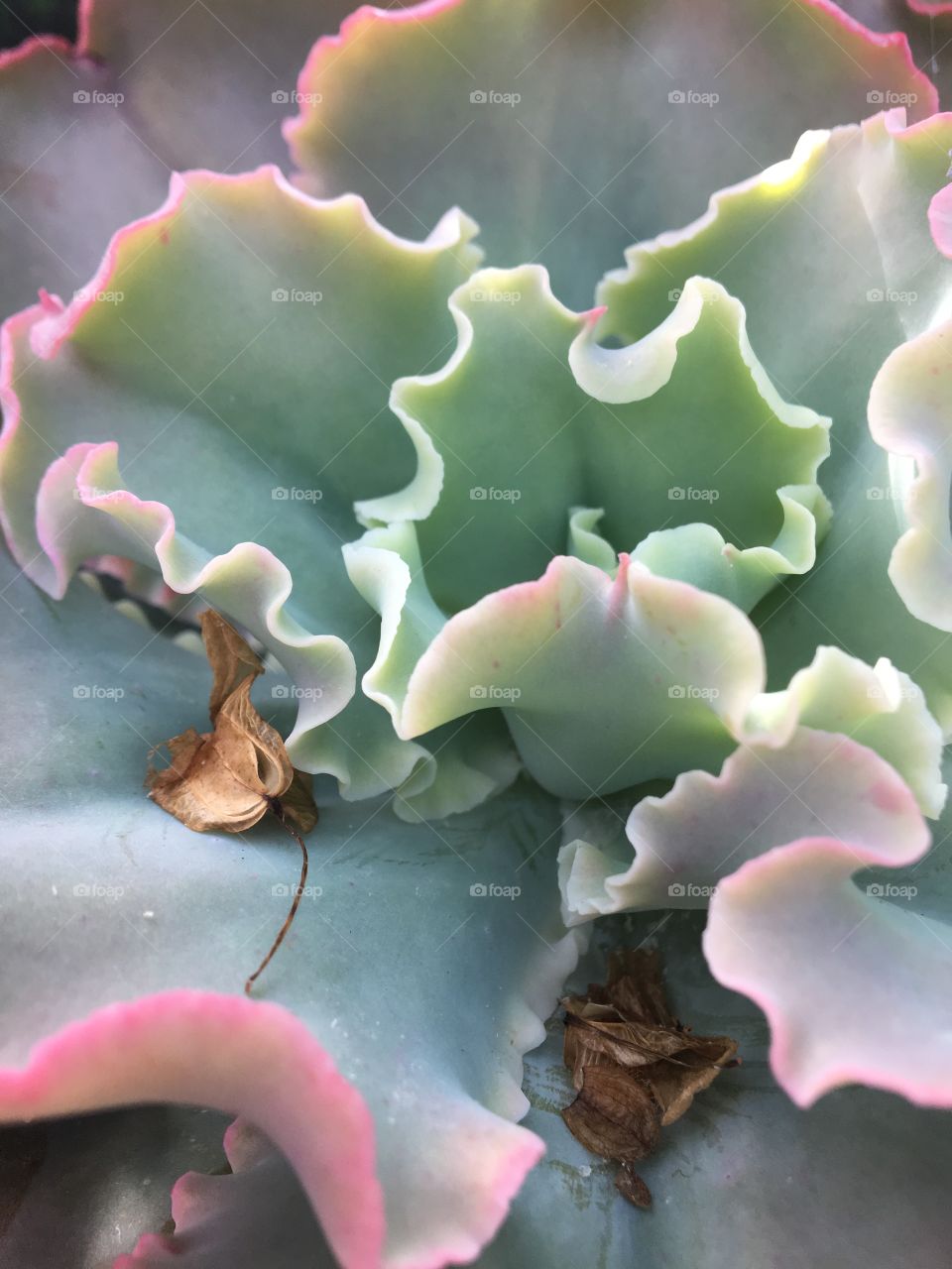 Macro shot of a succulent 
