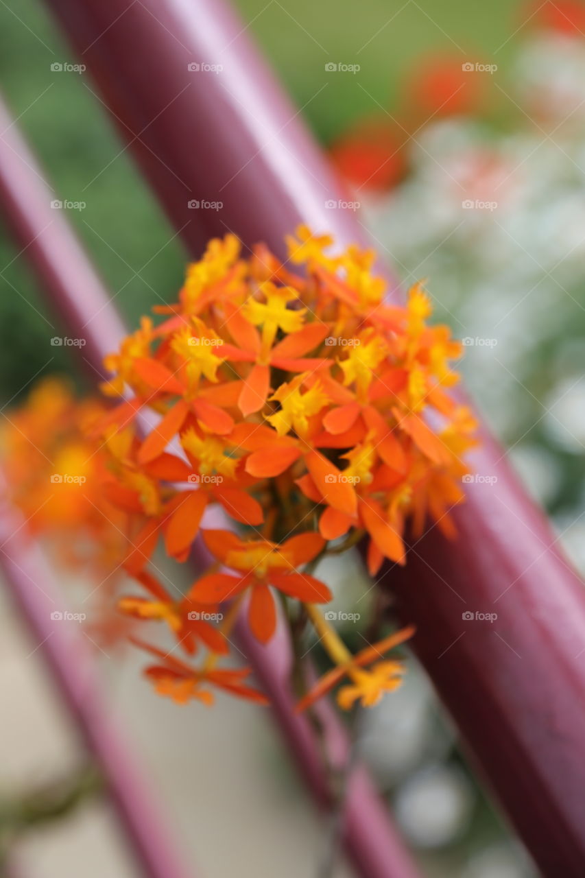 Orange color with bright flower