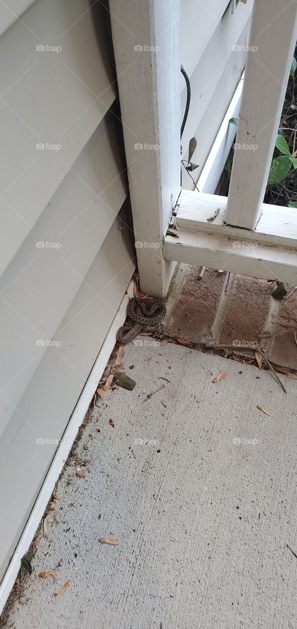 small snake on front porch