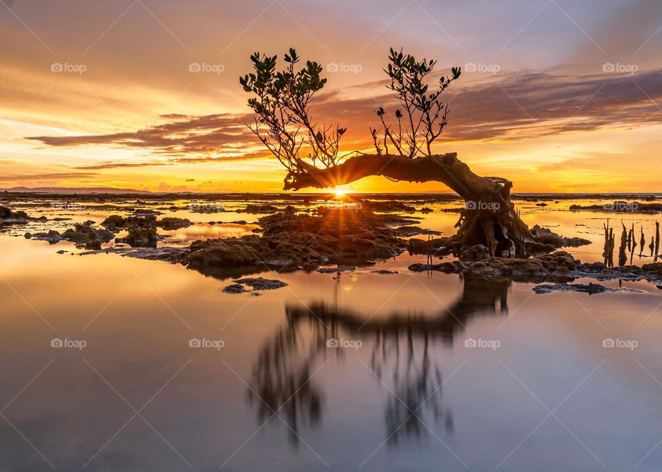 Beautiful Sunset And Reflection Tree