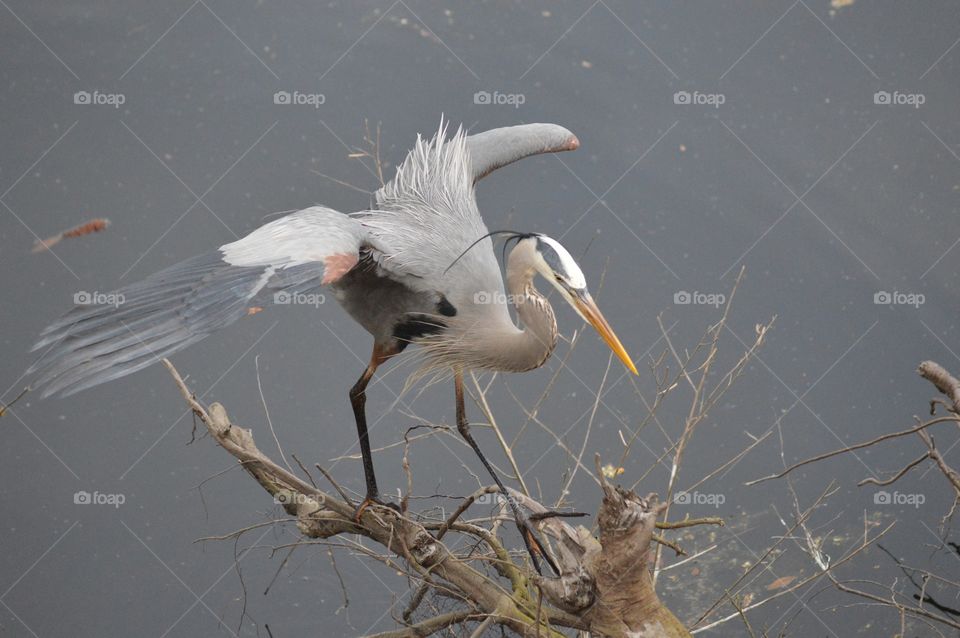 A colorful Great Blue Heron