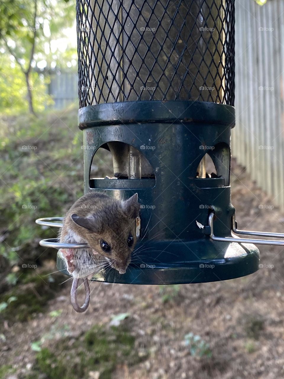 Field mouse on bird feeder 