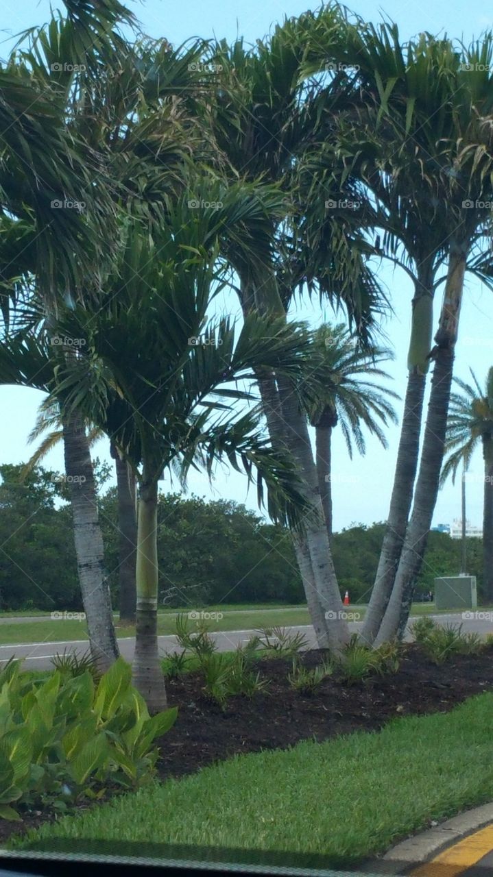 Palm Trees Clearwater Florida
