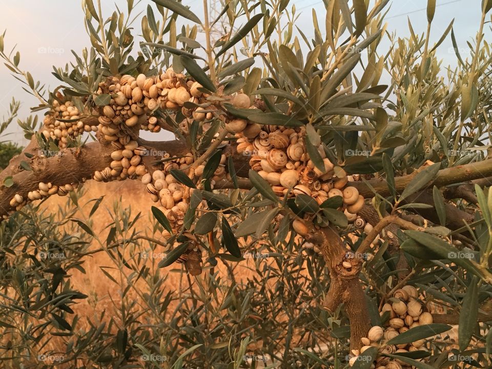 Invasión de caracoles 