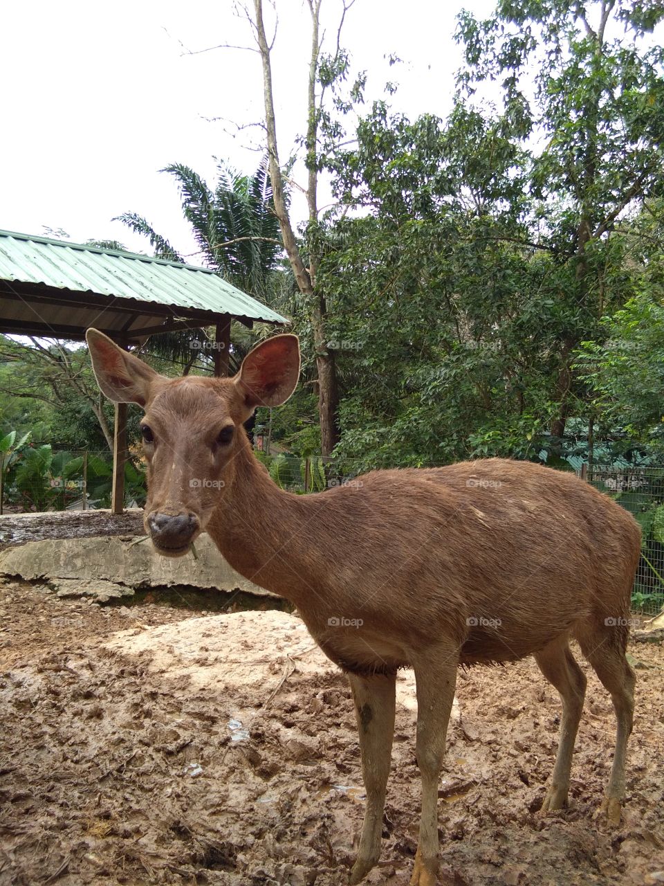 The Javan rusa or Sunda sambar is a deer native to the islands of Indonesia and East Timor. 