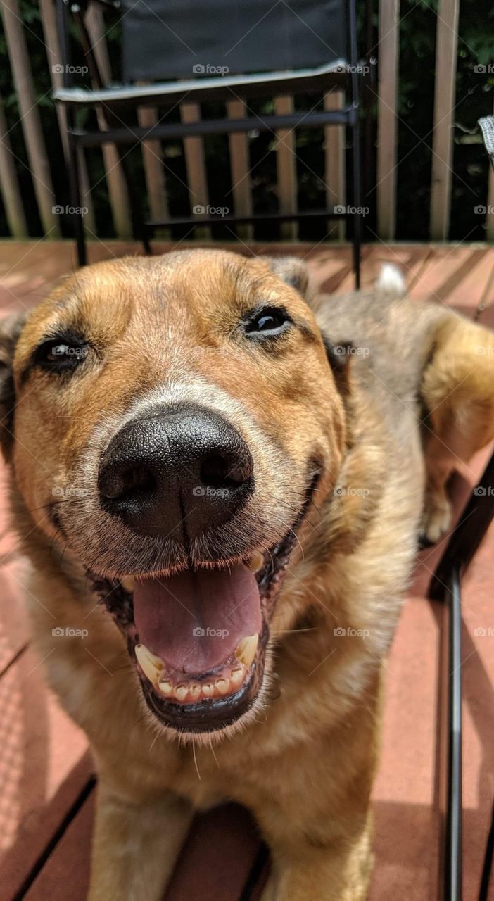 Benji: Australian Cattle Dog, Dog Smiles