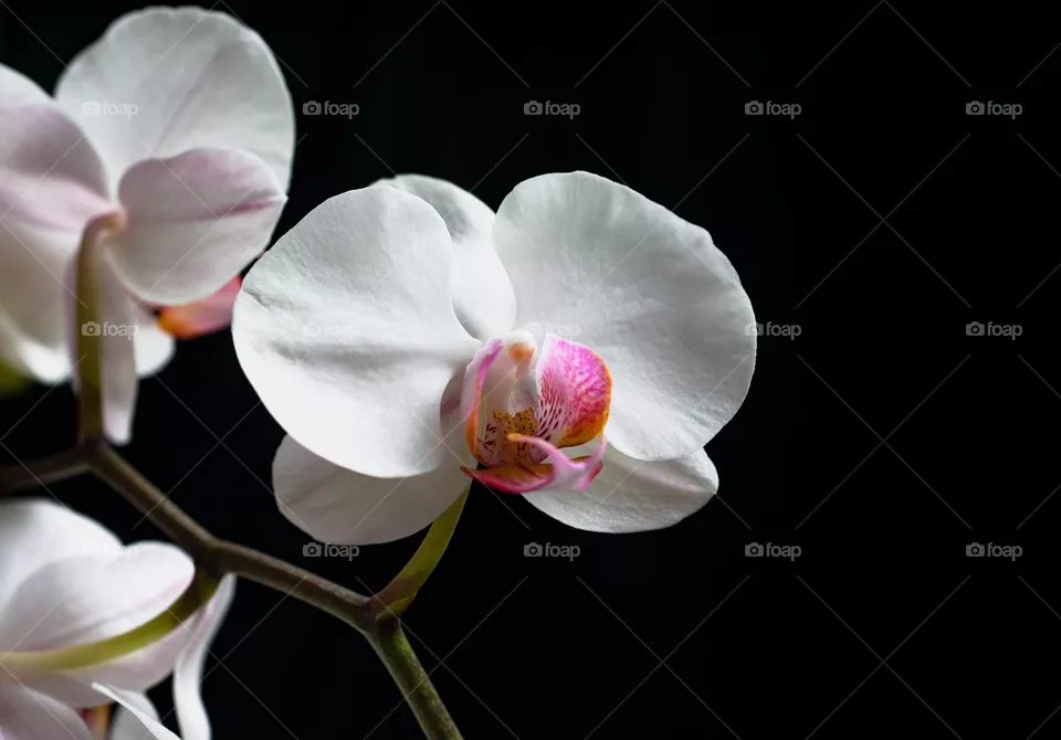 flower04