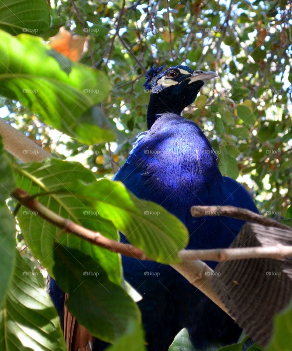 Peacock sitting on tree branch