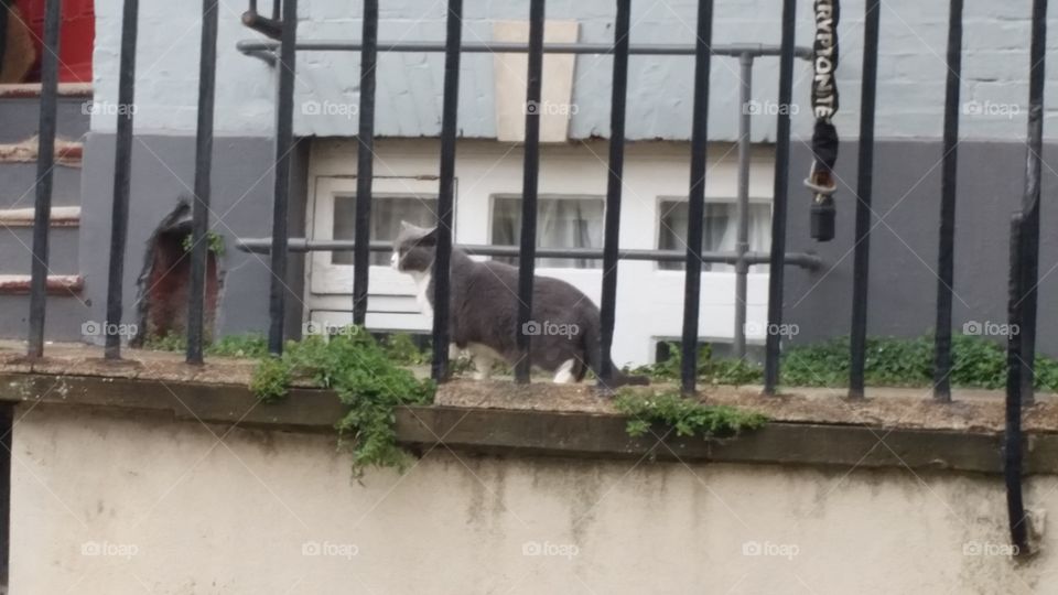 Mammal, Water, No Person, Outdoors, Travel