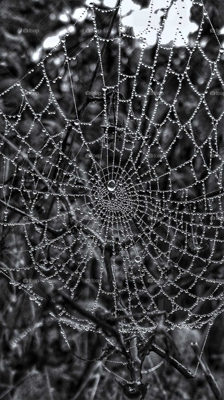 Black and White Photography of a spider Web