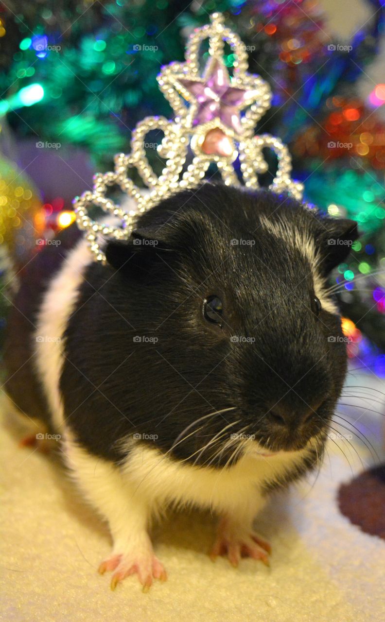 Portrait of guinea pig