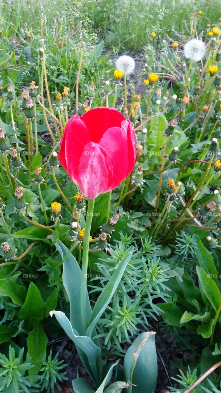 spring. flowers. beauty