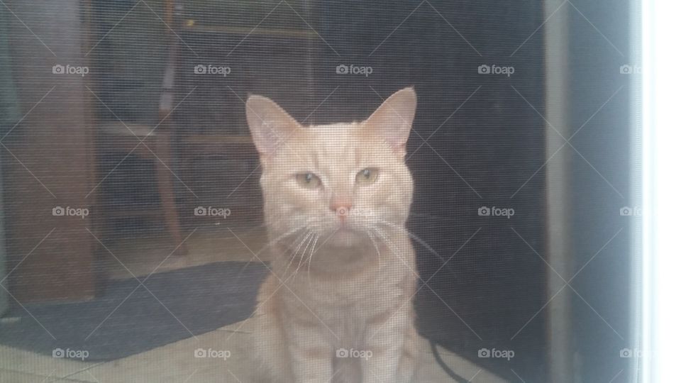 Simba wants fresh air!!