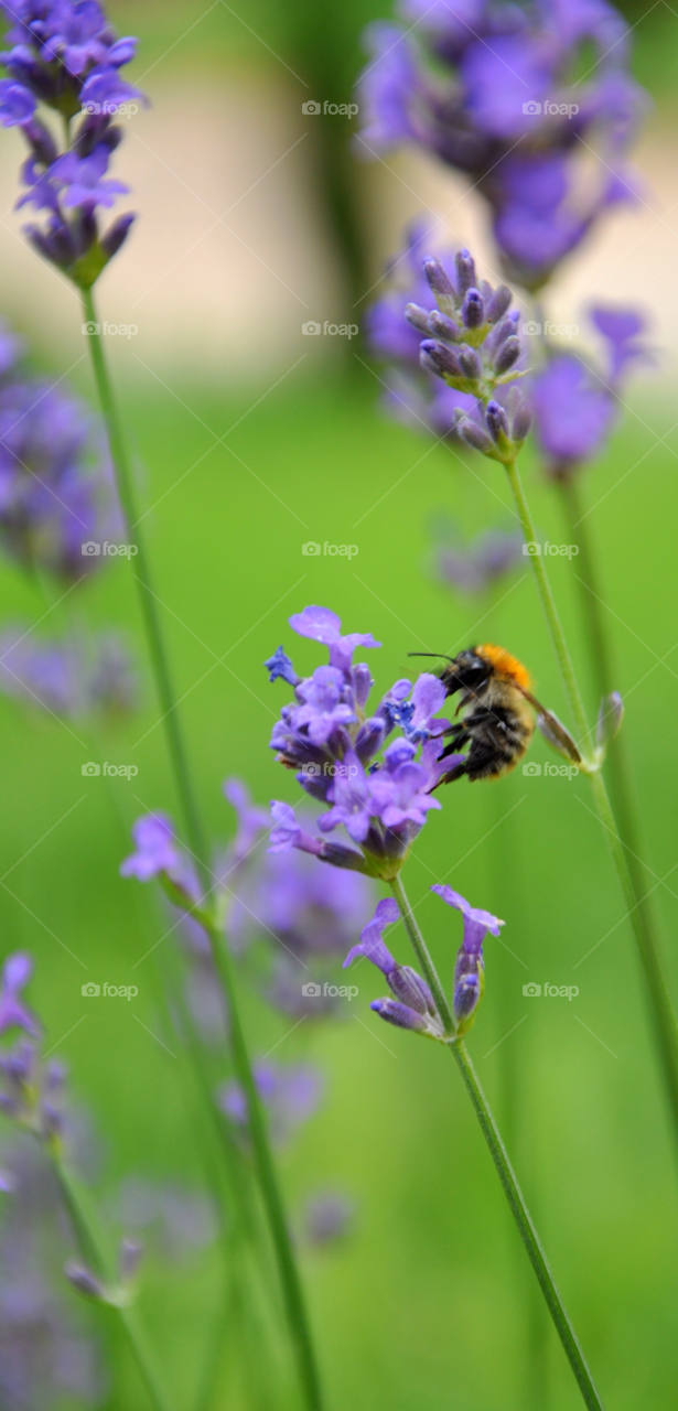field pollen nature flower by apodiform