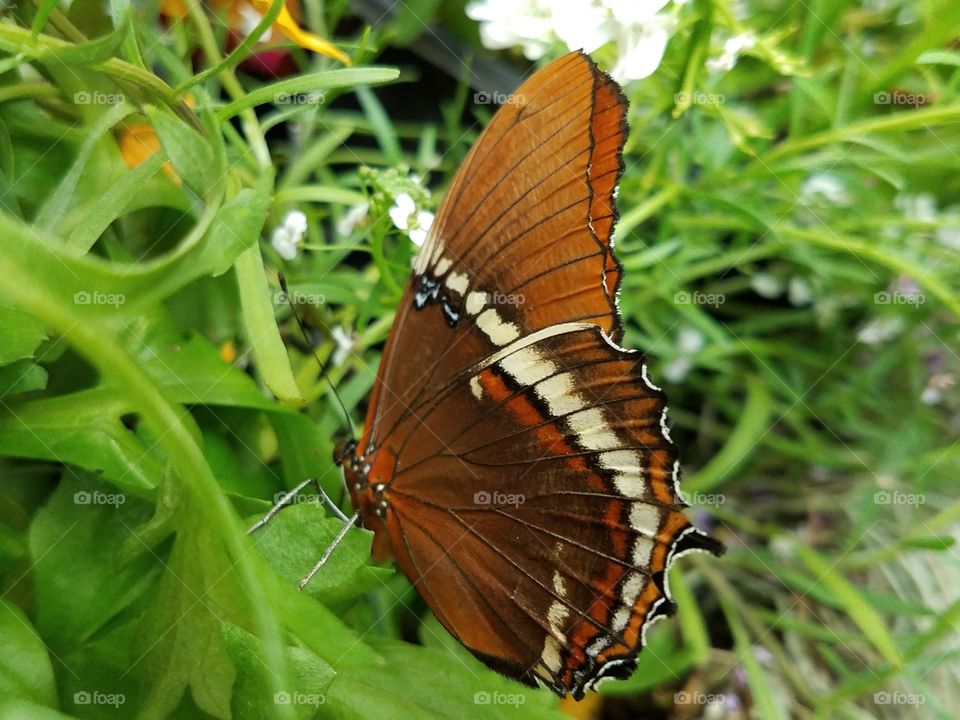 butterfly jungle