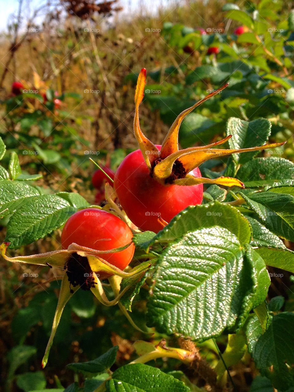 sweden autumn nypon mission4 by elluca