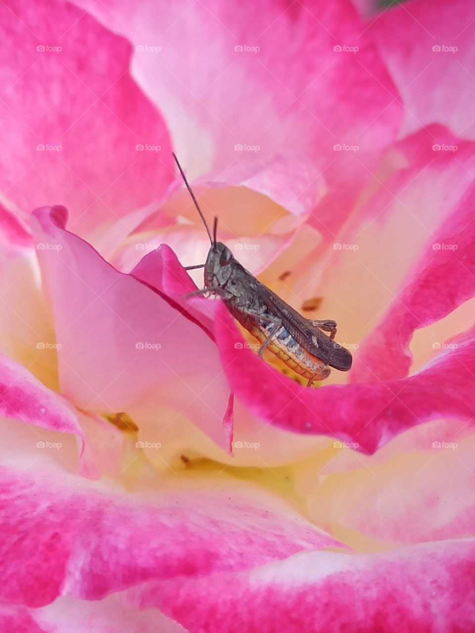 grasshopper on pink rose