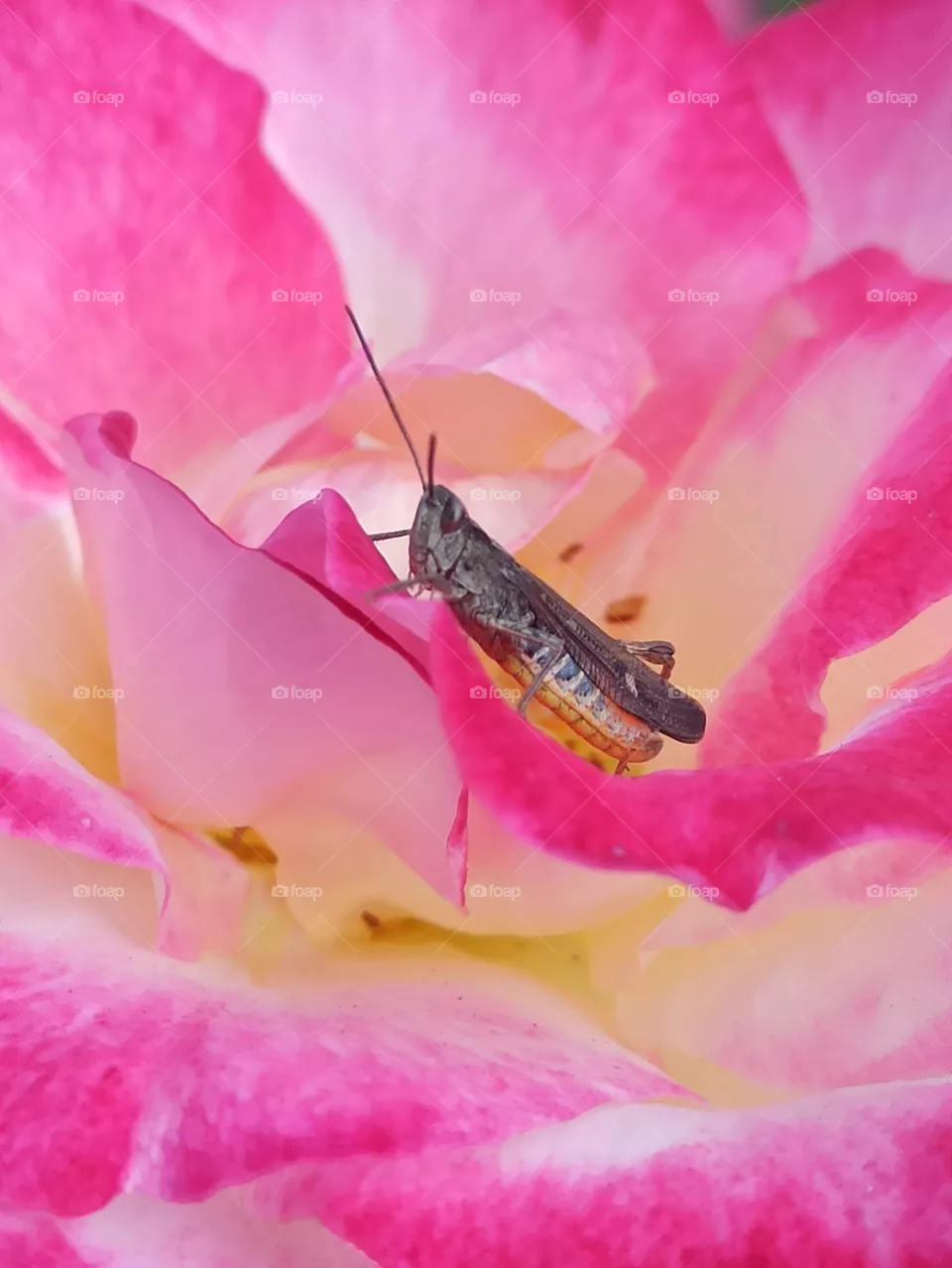grasshopper on pink rose