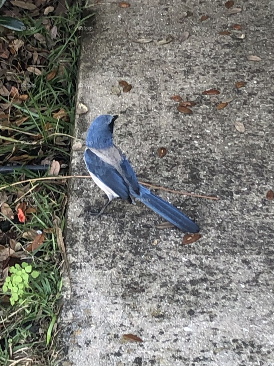 Florida Scrub-Jay