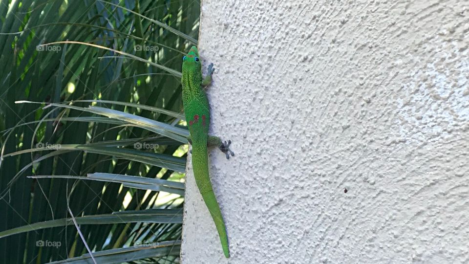 Gecko in Maui 💖