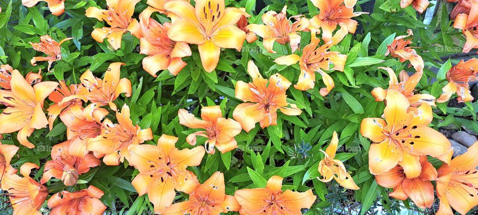 Orange and Green background