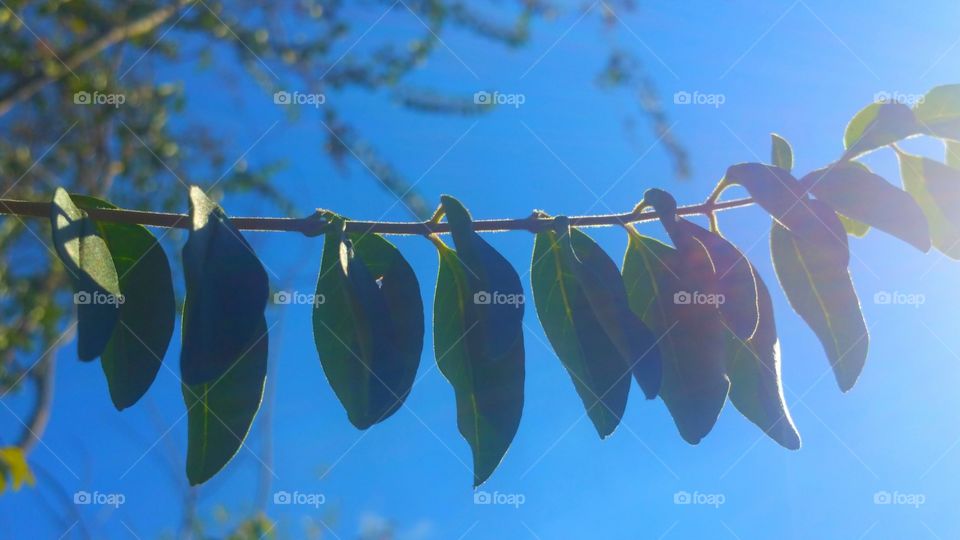 Leaves In Sunlight