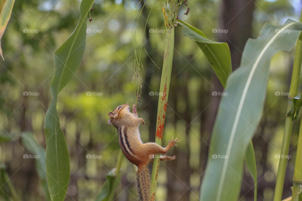 Wild chipmunk in action, reaching for food and falling to the ground after slipping from a branch