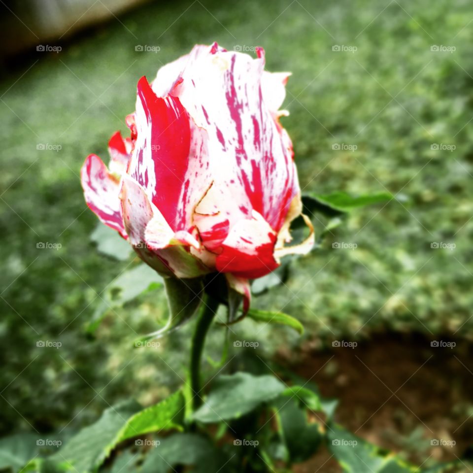 Boa! Mais uma #roseira floresceu: nossa #rosa mesclada!
🌹
#flores
#flor
#flowers
#flower 
#jardinagem 