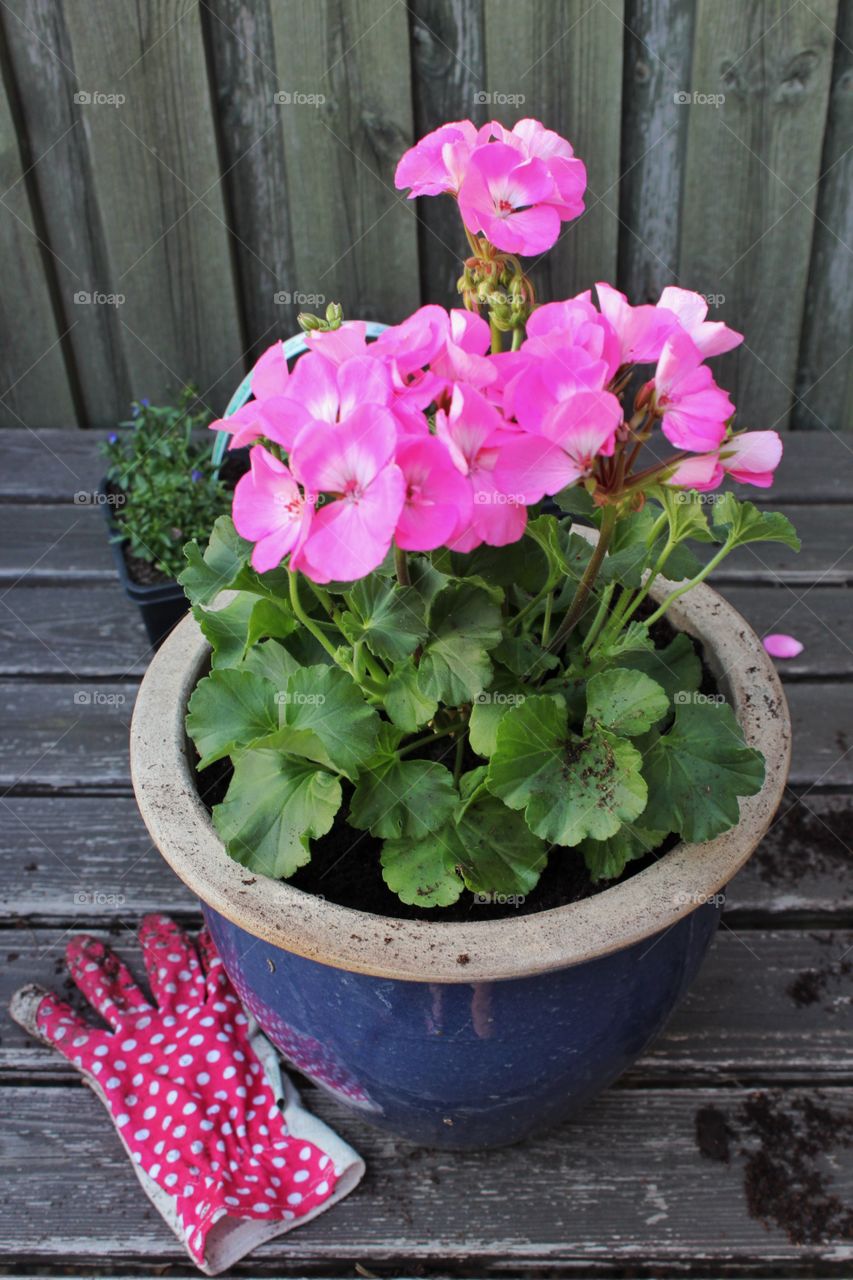 Geranium planting