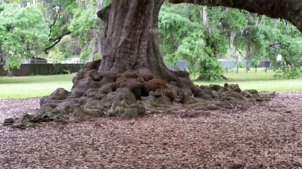 Old oak tree trunk roots in park