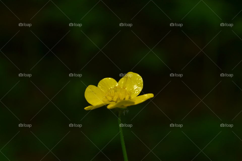 Bright yellow shiny buttercup single flower wildflower closeup macro