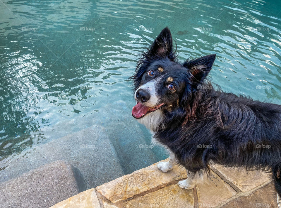 High angle view of a black and white border collie standing next to a swimming pool looking up 