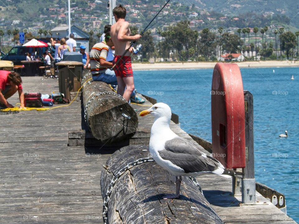 Posing seagull